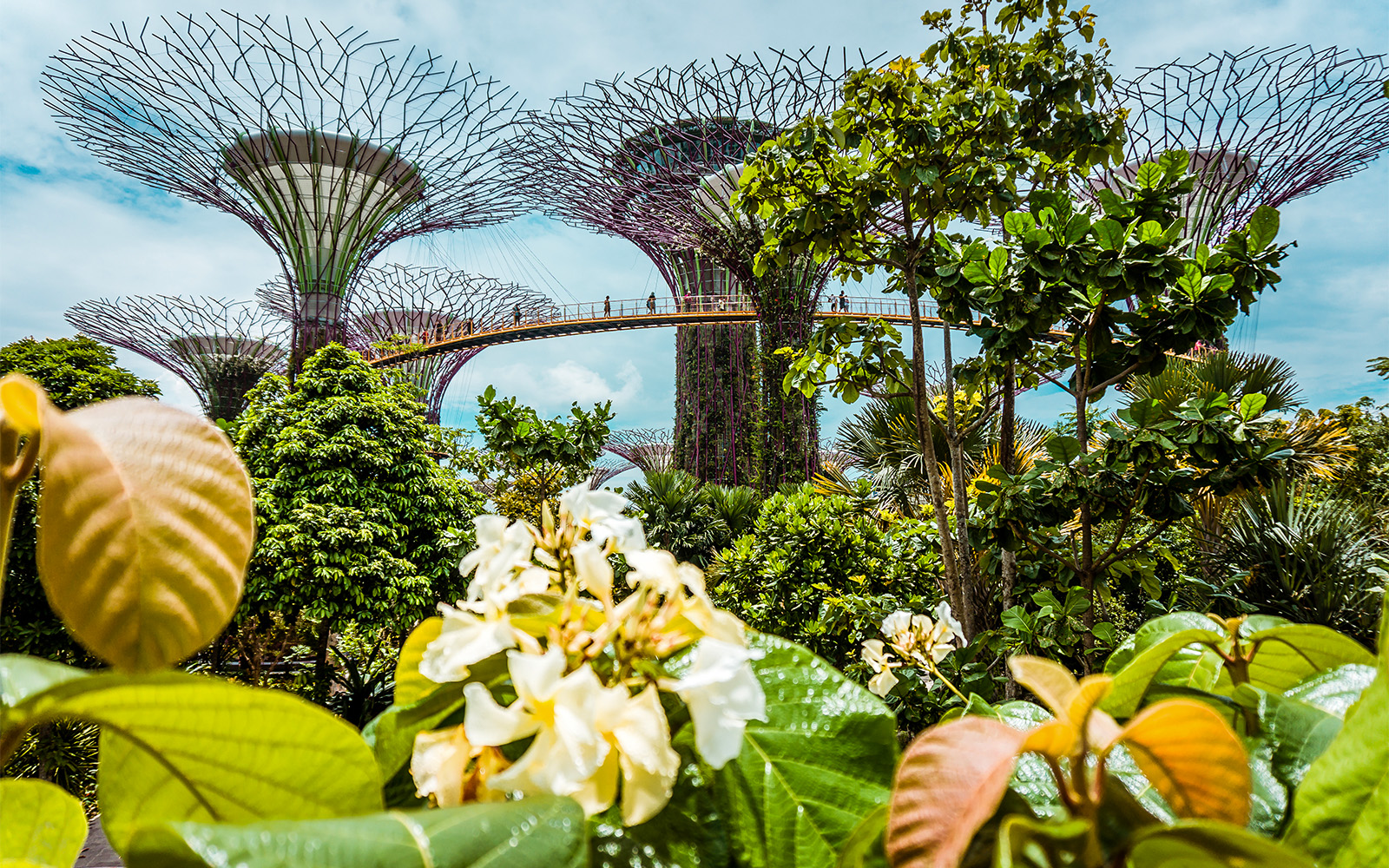 about-floral-fantasy-singapore